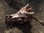 Drachenschädel Rhodonit #1439