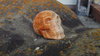 crystal skull calcite #1771
